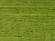 Grasgr&uuml;n